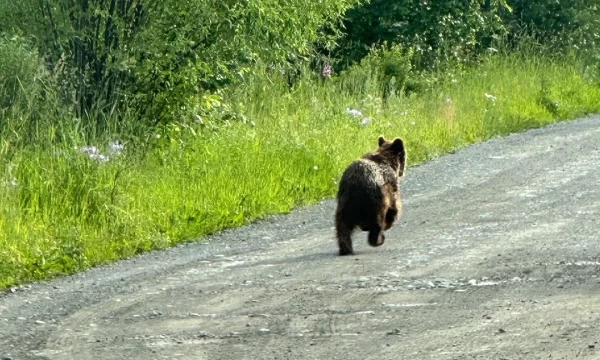 В Риддере туристы встретили медвежонка